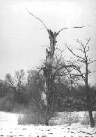 B�lock� trifid aneb Strom hr�zy